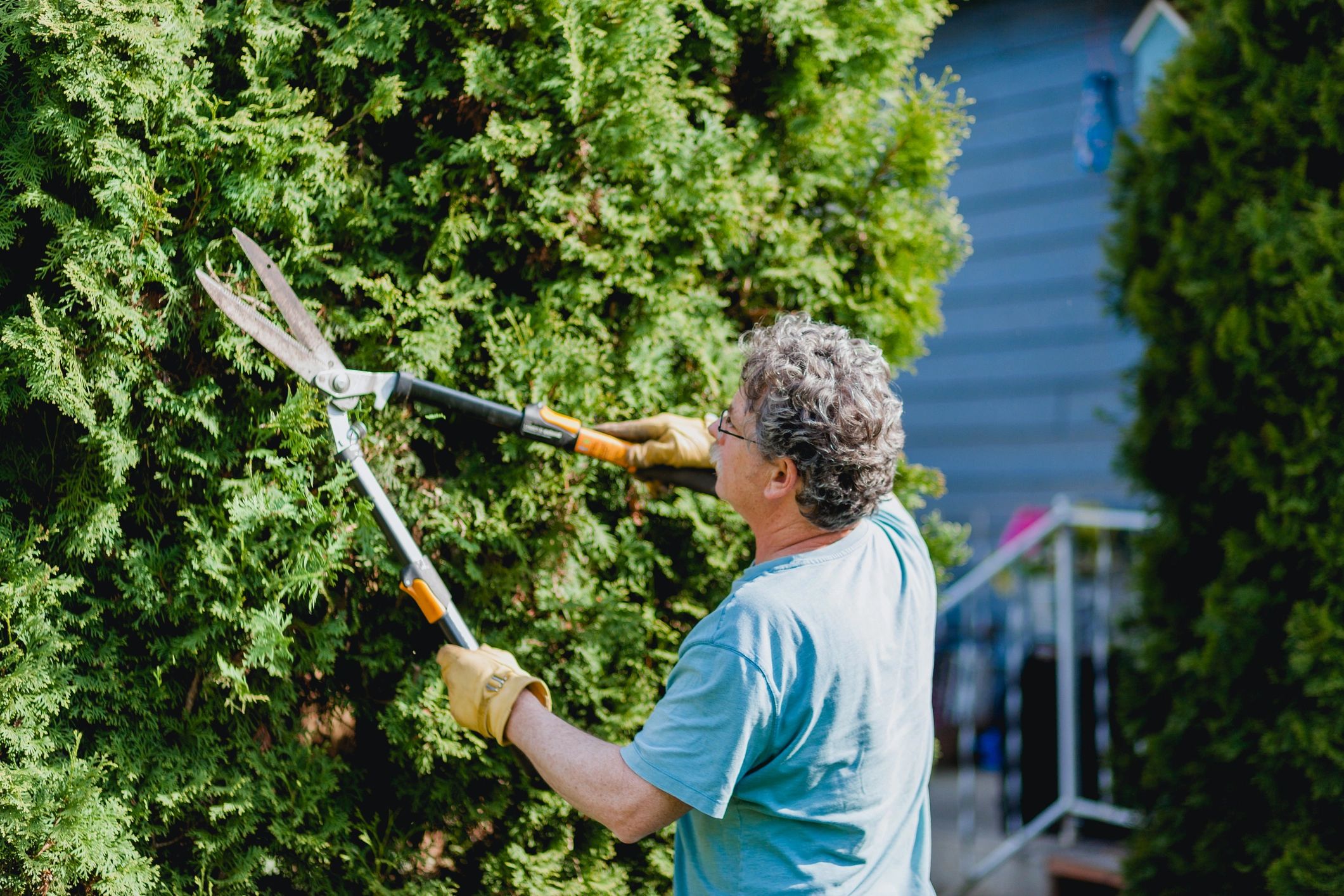 Homeowner trimming shrubs in a sunny yard