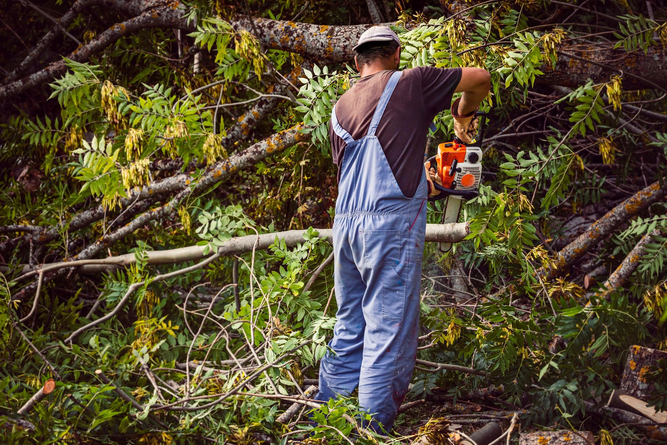 Tree service professional cutting wood with a chainsaw