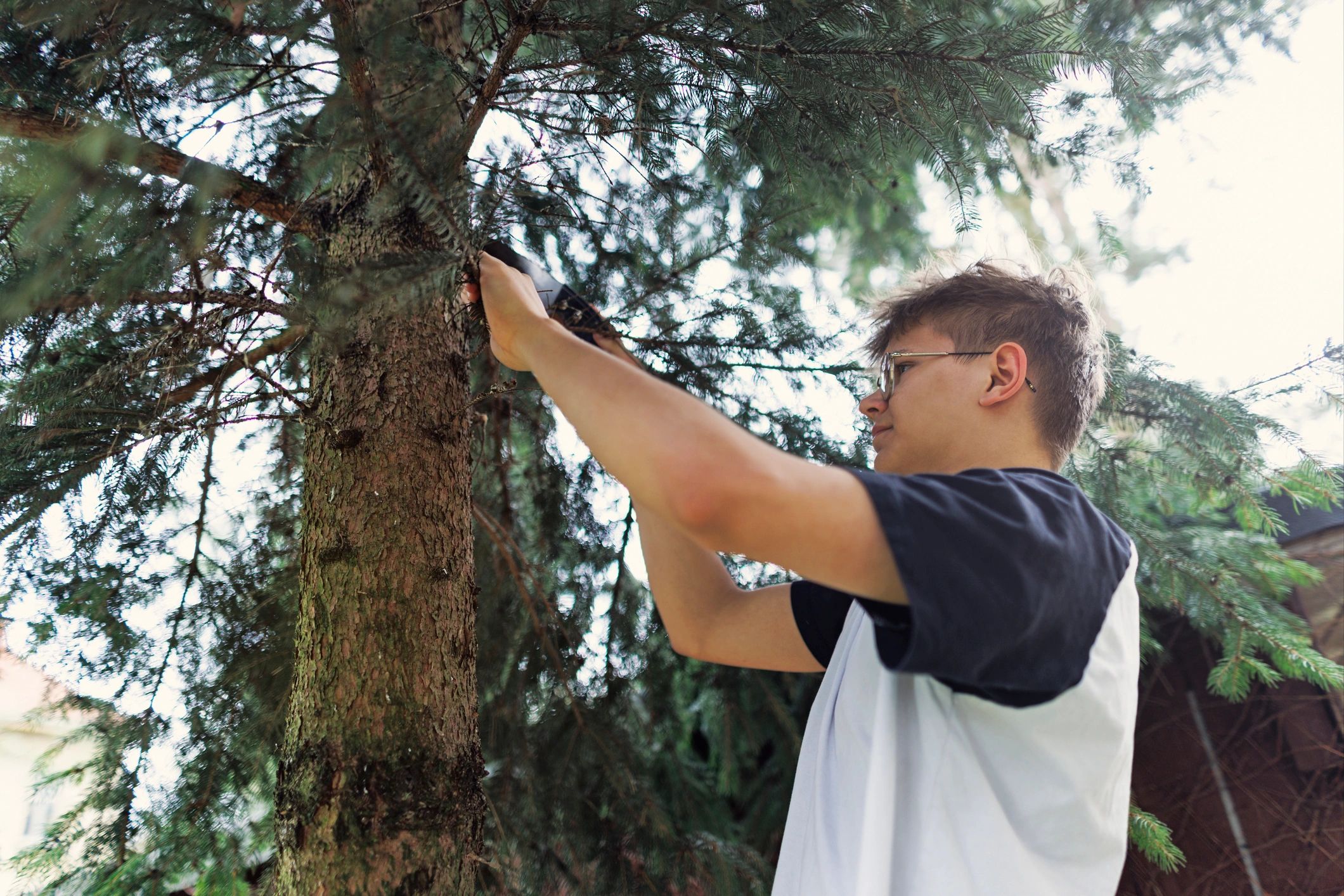 Worker trimming a tree branch using a ladder