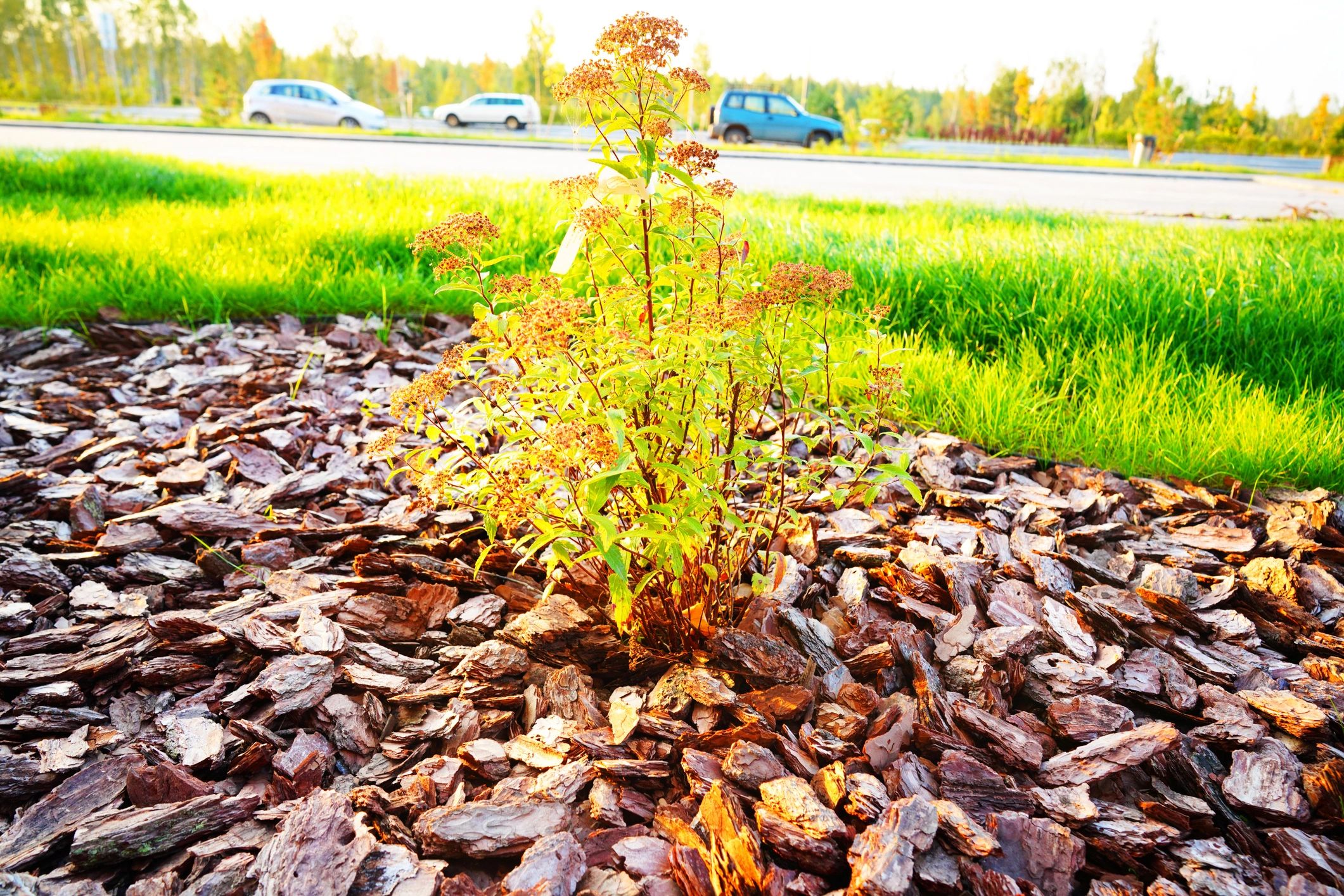 Pine bark mulch in a landscaped bed